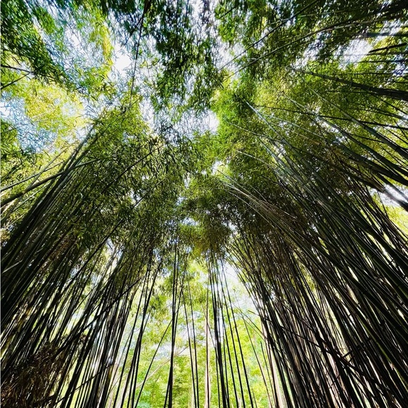 Meet your Posher, Annie - Picture 1 of 2